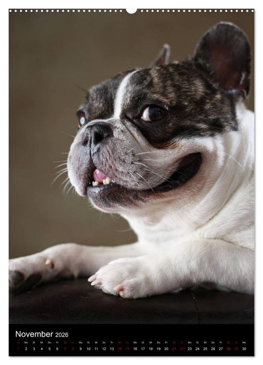 Produktbild: Bullys mit Charme - Franz&ouml;sische Bulldoggen im Portrait (Wandkalender 2026 DIN A2 hoch), CALVENDO Monatskalender