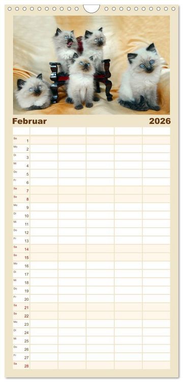 Produktbild: Familienplaner 2026 - Katzenparade mit 5 Spalten (Wandkalender, 21 x 45 cm) CALVENDO
