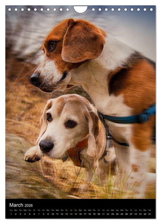 Produktbild: Beagles in action (Wall Calendar 2026 DIN A4 portrait), CALVENDO 12 Month Wall Calendar