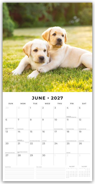 Produktbild: Golden Retriever Puppies &ndash; Golden Retriever Welpen 2027 &ndash; 16-Monatskalender