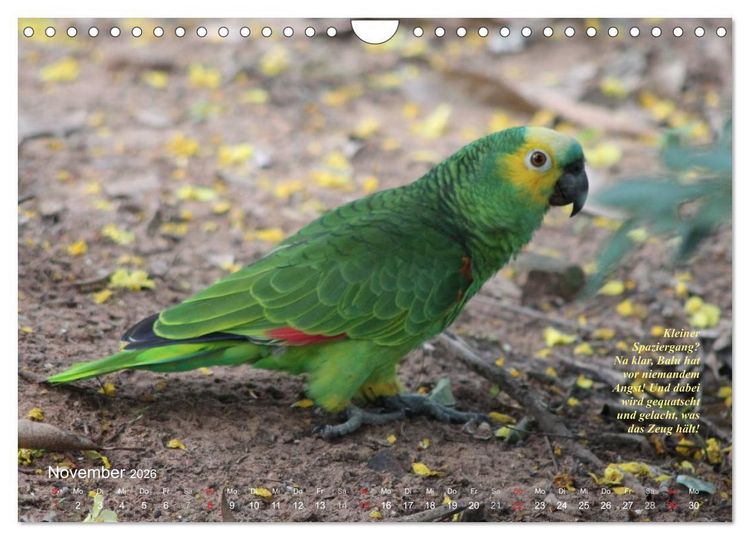 Produktbild: Blaustirnamazonen - Papageien in Paraguay (Wandkalender 2026 DIN A4 quer), CALVENDO Monatskalender