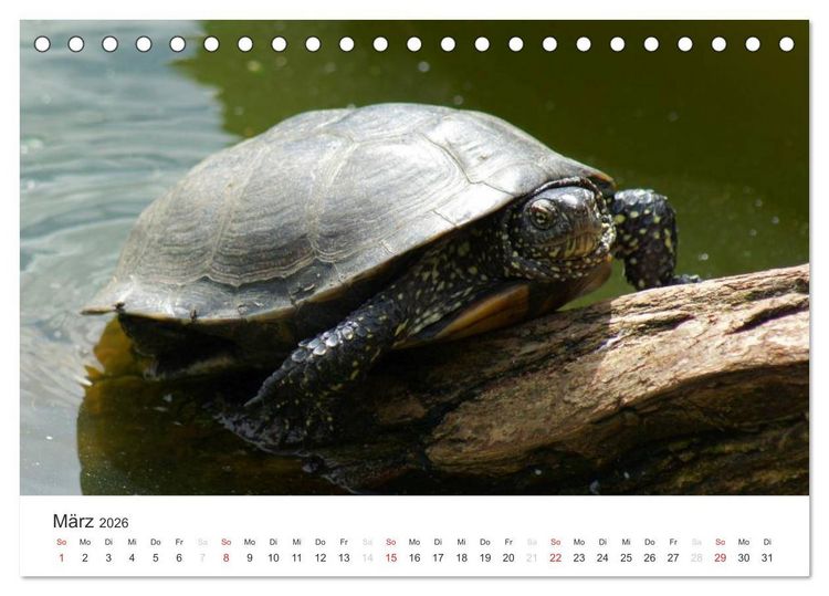 Produktbild: Das Leben der Reptilien (Tischkalender 2026 DIN A5 quer), CALVENDO Monatskalender