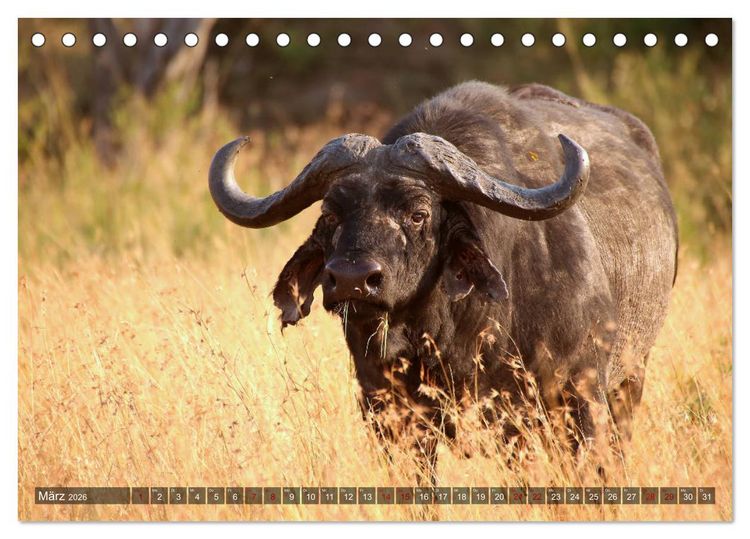 Produktbild: Afrika - Zauber der Wildnis (Tischkalender 2026 DIN A5 quer), CALVENDO Monatskalender
