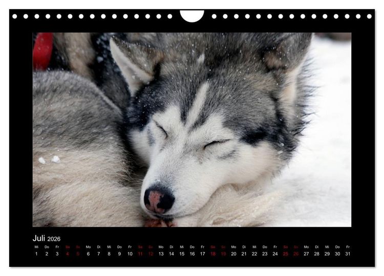 Produktbild: Huskys im Schnee (Wandkalender 2026 DIN A4 quer), CALVENDO Monatskalender