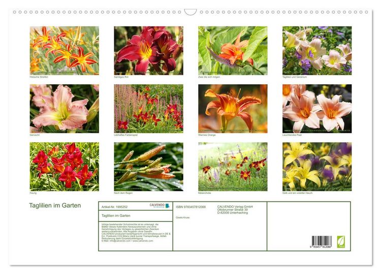 Produktbild: Taglilien im Garten (Wandkalender 2026 DIN A2 quer), CALVENDO Monatskalender