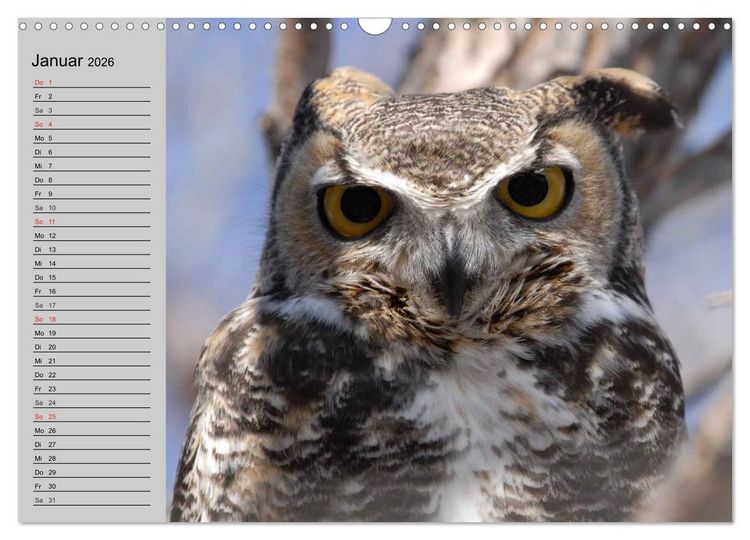 Produktbild: Eulen. W&auml;chter der Nacht (Wandkalender 2026 DIN A3 quer), CALVENDO Monatskalender