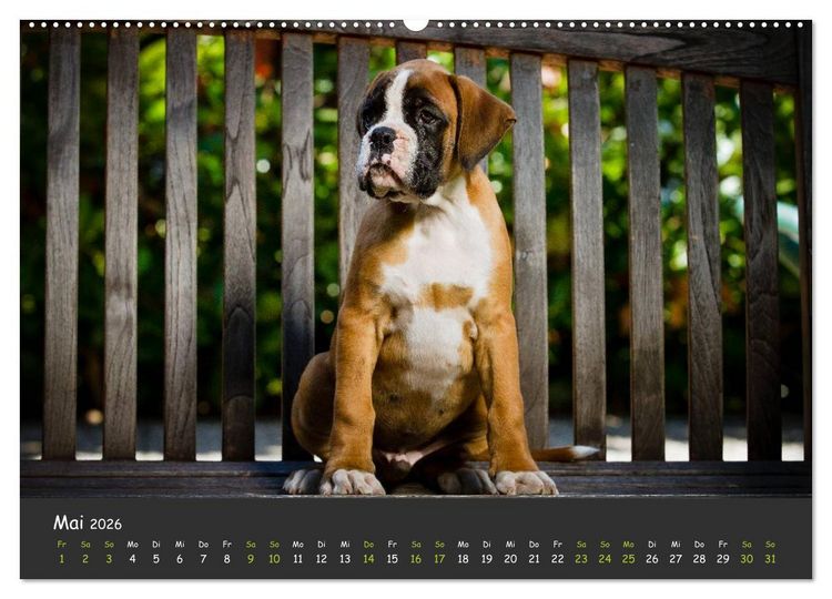 Produktbild: Wenn ich gro&szlig; bin werd' ich Boxer (hochwertiger Premium Wandkalender 2026 DIN A2 quer), Kunstdruck in Hochglanz