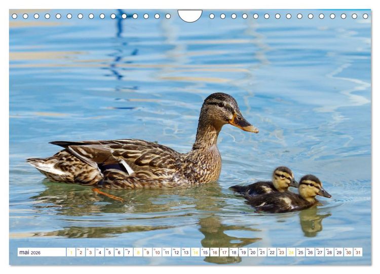 Produktbild: Oiseaux aquatiques en famille (Calendrier mural 2026 DIN A4 vertical), CALVENDO calendrier mensuel