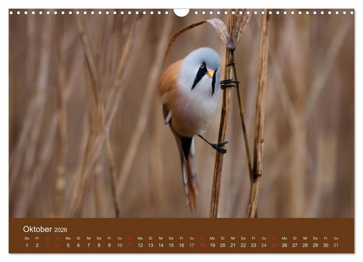 Produktbild: Der Federsee - Vogelparadies in Oberschwaben (Wandkalender 2026 DIN A3 quer), CALVENDO Monatskalender