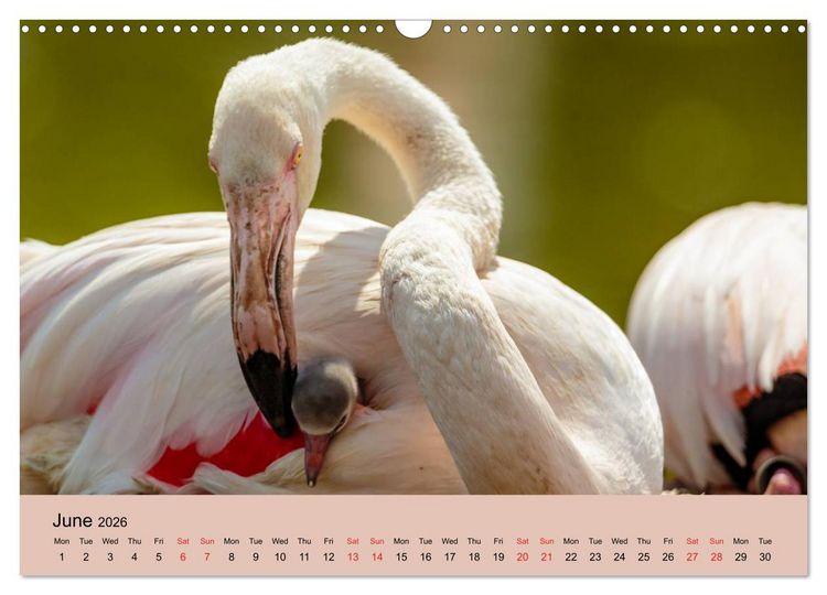 Produktbild: Just Flamingos (Wall Calendar 2026 DIN A3 landscape), CALVENDO 12 Month Wall Calendar