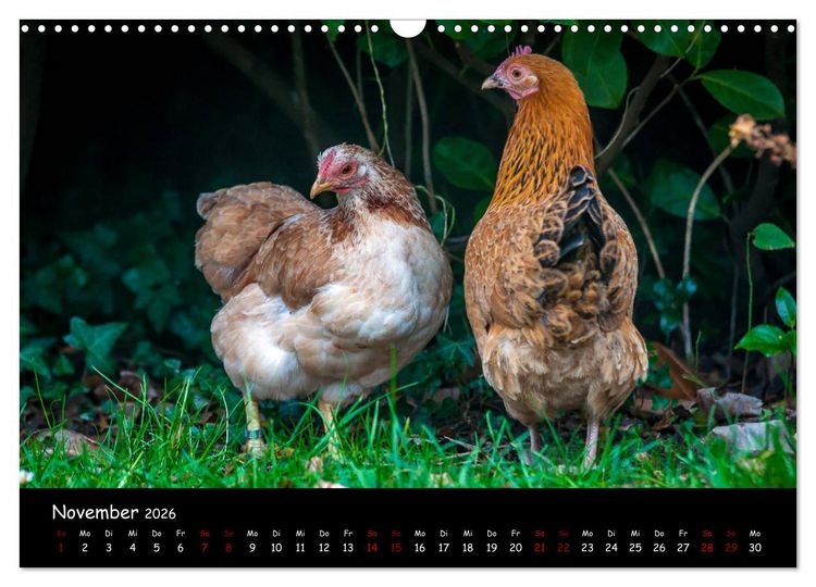 Produktbild: Neues von den Gartenh&uuml;hnern (Wandkalender 2026 DIN A3 quer), CALVENDO Monatskalender