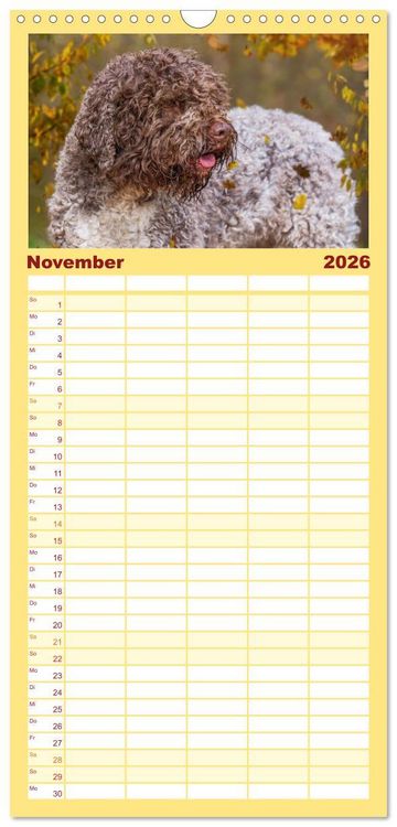 Produktbild: Familienplaner 2026 - Lagotto Romagnolo - der Tr&uuml;ffelhund Italiens mit 5 Spalten (Wandkalender, 21 x 45 cm) CALVENDO