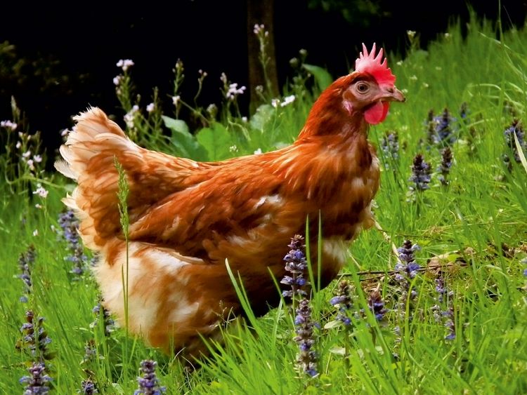 Produktbild: Huhn im Garten (Puzzle)