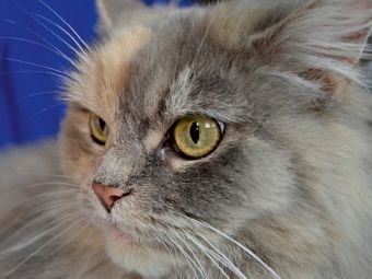 Produktbild: CALVENDO Puzzle Maine Coon | 1000 Teile Lege-Gr&ouml;&szlig;e 64x48cm Foto-Puzzle f&uuml;r gl&uuml;ckliche Stunden