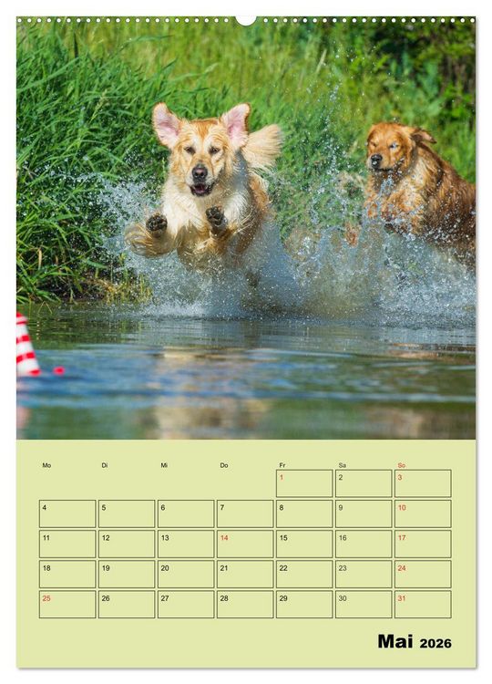 Produktbild: Jahresplaner Golden Retriever (hochwertiger Premium Wandkalender 2026 DIN A2 hoch), Kunstdruck in Hochglanz