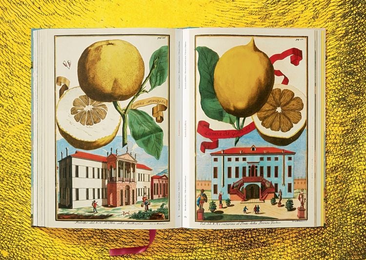 Produktbild: Johann Christoph Volkamer. Citrus fruits