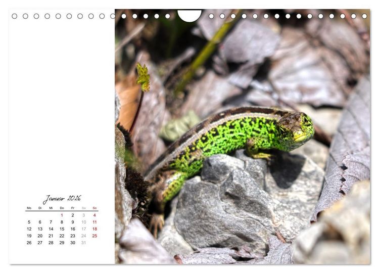 Produktbild: Eidechsen, flinke R&auml;uber (Wandkalender 2026 DIN A4 quer), CALVENDO Monatskalender