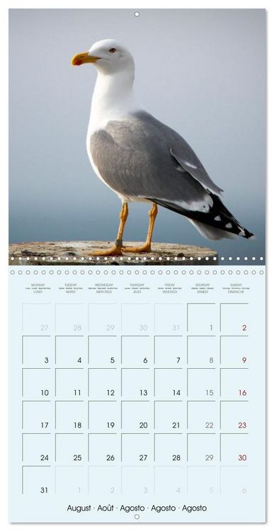Produktbild: Les oiseaux du lac L&eacute;man (Calendrier mural carr&eacute; 2026 30x30 cm) Calendrier double avec une page pour vos prises de notes