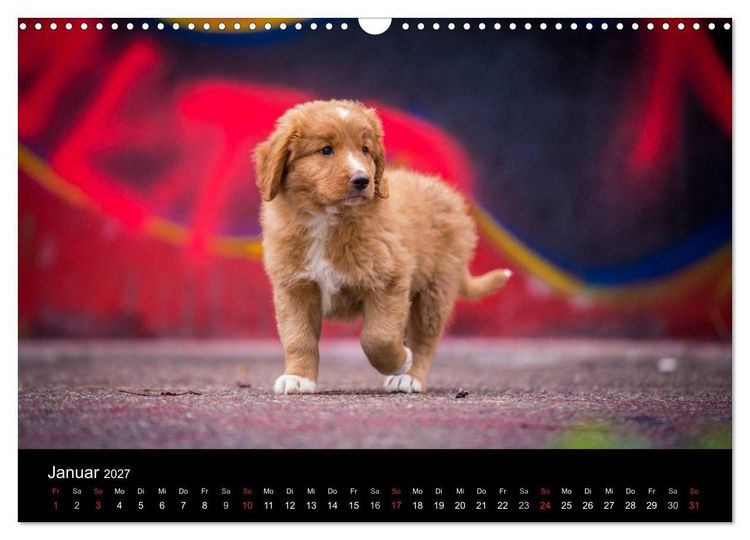 Produktbild: Toller - Nova Scotia Duck Tolling Retriever (Wandkalender 2027 DIN A3 quer), CALVENDO Monatskalender