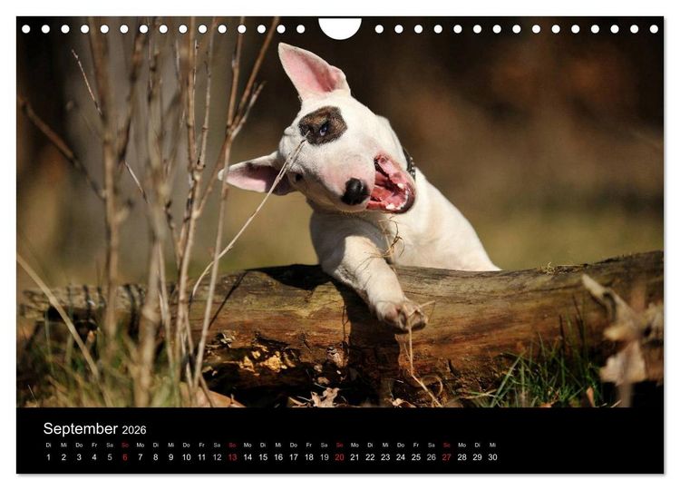 Produktbild: Bullterrier 2026 - Kleine Clowns mit gro&szlig;em Herz (Wandkalender 2026 DIN A4 quer), CALVENDO Monatskalender