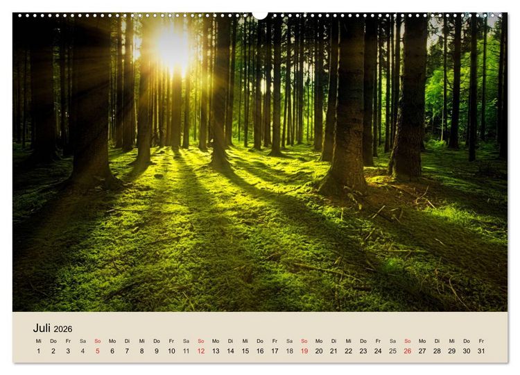 Produktbild: Der Wald. Durch zauberhafte Waldlandschaften (Wandkalender 2026 DIN A2 quer), CALVENDO Monatskalender
