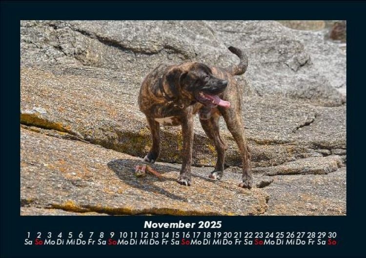 Produktbild: Der Hundekalender 2025 Fotokalender DIN A5