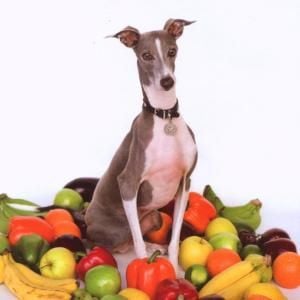 Produktbild: Excellent Italian Greyhound