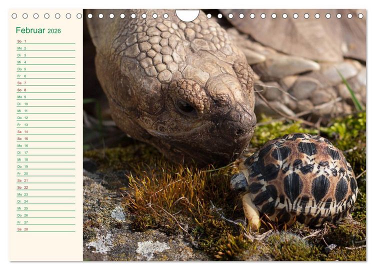 Produktbild: Meine Schildkr&ouml;ten - Geburtstagskalender (Wandkalender 2026 DIN A4 quer), CALVENDO Monatskalender