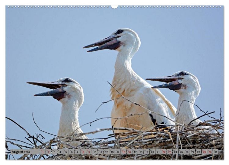 Produktbild: Zu Gast bei Familie Storch (Wandkalender 2026 DIN A2 quer), CALVENDO Monatskalender
