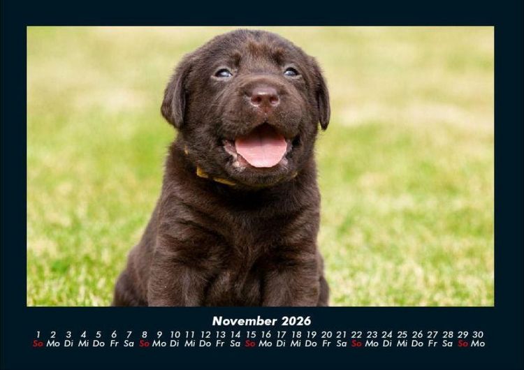 Produktbild: Welt der Tiere 2026 Fotokalender DIN A4