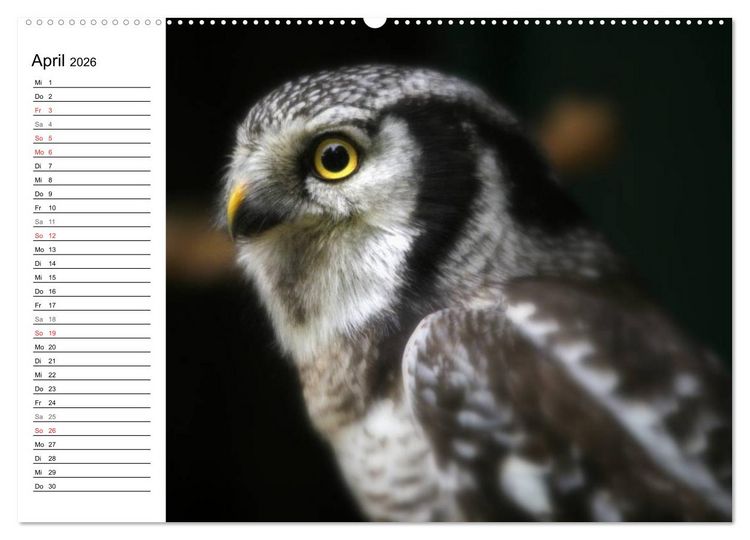 Produktbild: Greifv&ouml;gel, Eulen und K&auml;uze (hochwertiger Premium Wandkalender 2026 DIN A2 quer), Kunstdruck in Hochglanz