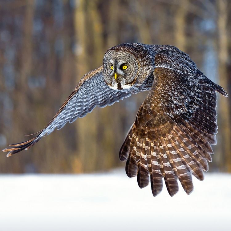 Produktbild: Magic Owls 2024
