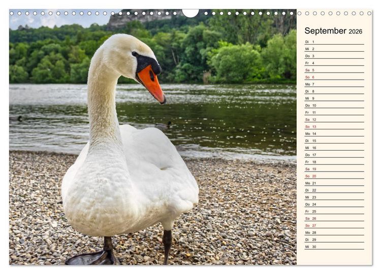 Produktbild: Schwanenzauber (Wandkalender 2026 DIN A3 quer), CALVENDO Monatskalender