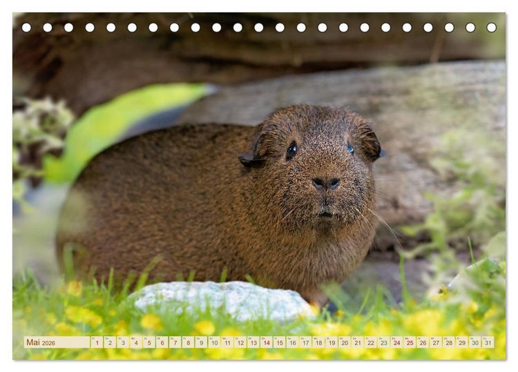 Produktbild: MEERSCHWEINCHEN neugierig - s&uuml;&szlig; - liebenswert (Tischkalender 2026 DIN A5 quer), CALVENDO Monatskalender
