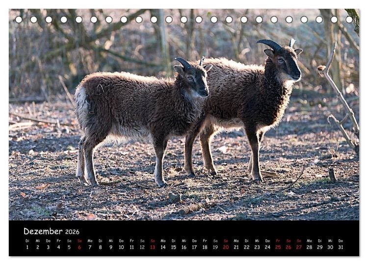 Produktbild: Schafe und L&auml;mmer (Tischkalender 2026 DIN A5 quer), CALVENDO Monatskalender