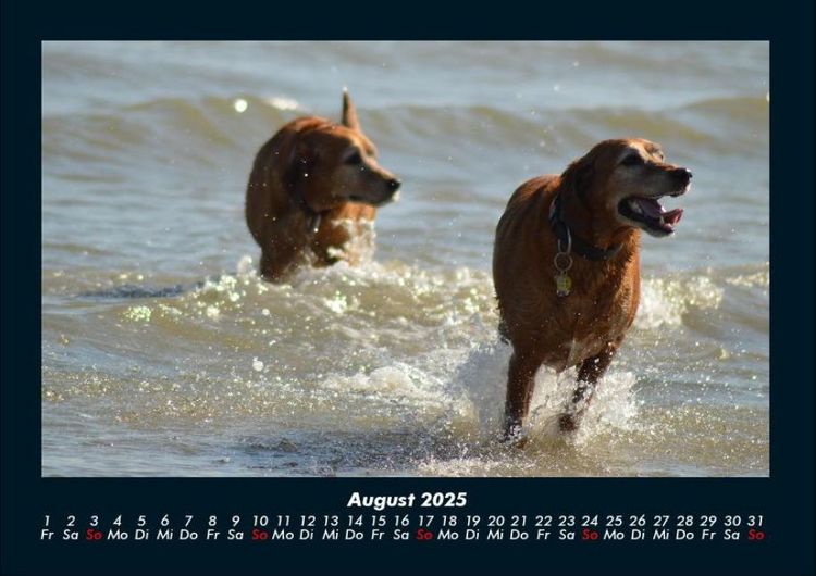 Produktbild: Hunde Kalender 2025 Fotokalender DIN A4