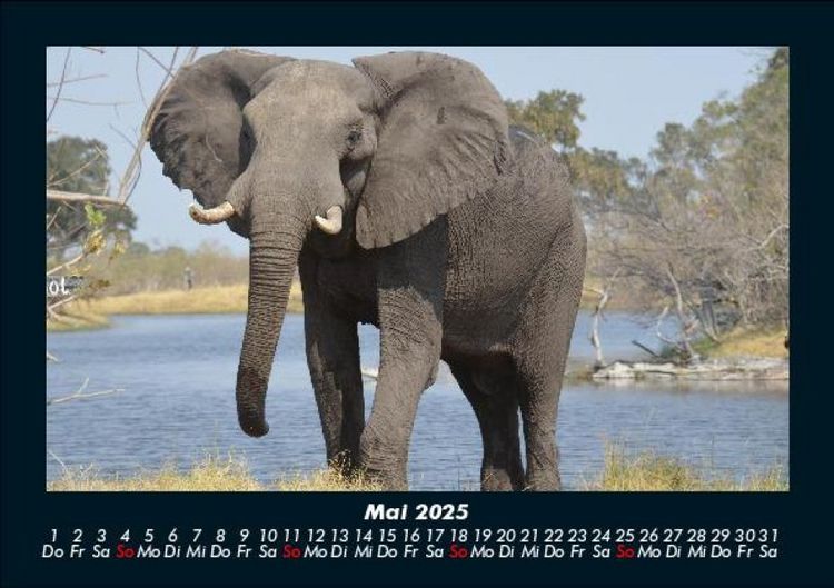 Produktbild: Elefanten 2025 Fotokalender DIN A5