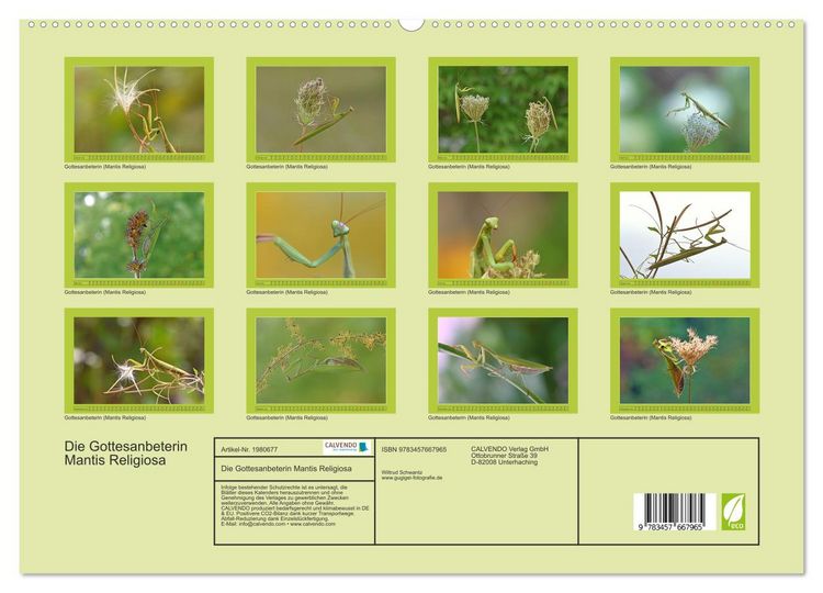 Produktbild: Die Gottesanbeterin Mantis Religiosa (hochwertiger Premium Wandkalender 2026 DIN A2 quer), Kunstdruck in Hochglanz
