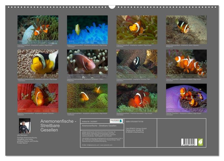 Produktbild: Anemonenfische - Streitbare Gesellen (Wandkalender 2027 DIN A2 quer), CALVENDO Monatskalender