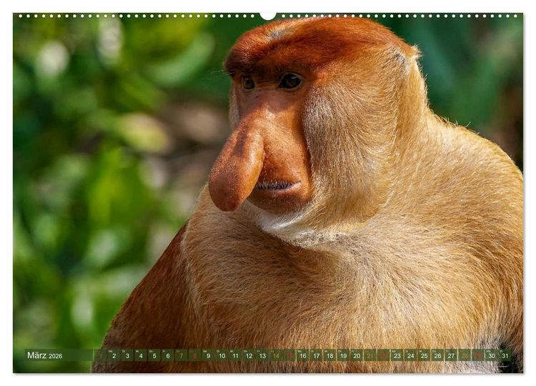 Produktbild: Nasenaffen von Borneo (Wandkalender 2026 DIN A2 quer), CALVENDO Monatskalender