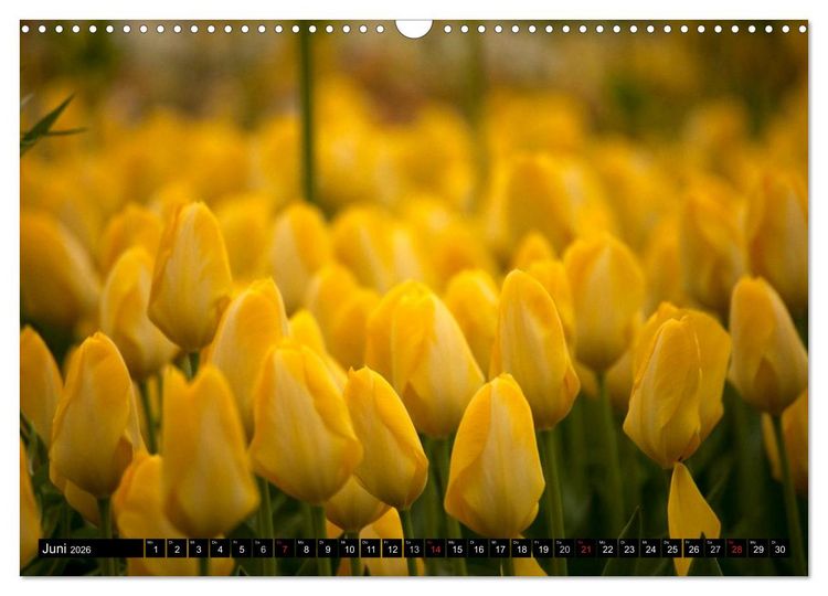 Produktbild: Tulpen (Wandkalender 2026 DIN A3 quer), CALVENDO Monatskalender