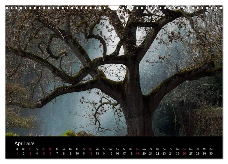 Produktbild: Baumportr&auml;ts 2026 (Wandkalender 2026 DIN A3 quer), CALVENDO Monatskalender