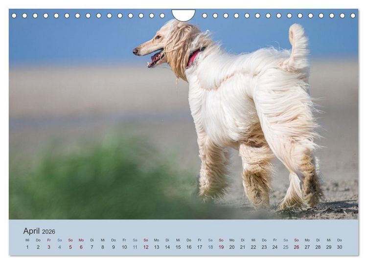 Produktbild: AFGHANISCHE WINDHUNDE 2026 (Wandkalender 2026 DIN A4 quer), CALVENDO Monatskalender