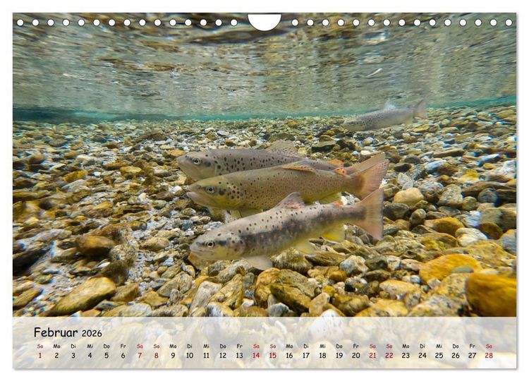 Produktbild: Faszination Fische (Wandkalender 2026 DIN A4 quer), CALVENDO Monatskalender
