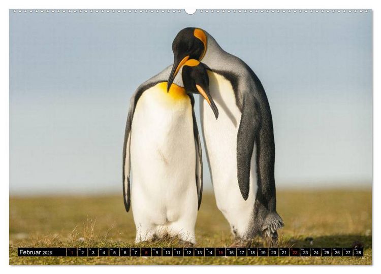 Produktbild: Pinguine - Watscheln im festlichen Kleid (Wandkalender 2026 DIN A2 quer), CALVENDO Monatskalender