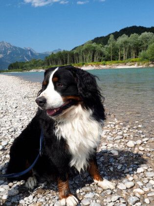 Produktbild: CALVENDO Puzzle Ein Motiv aus dem Kalender B&Auml;R - Der Berner Sennenhund | 1000 Teile Lege-Gr&ouml;&szlig;e 64x48cm Foto-Puzzle f&uuml;r gl&uuml;ckliche Stunden