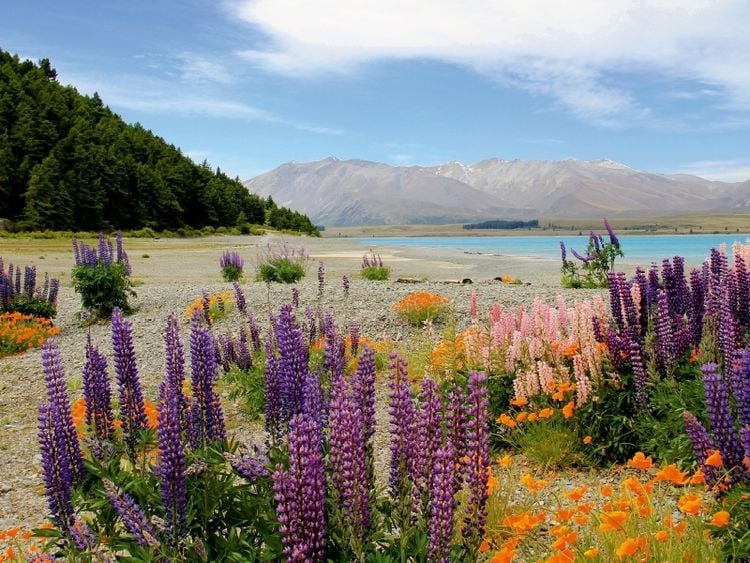 Produktbild: CALVENDO Puzzle Lake Tekapo | 1000 Teile Lege-Gr&ouml;&szlig;e 64x48cm Foto-Puzzle f&uuml;r gl&uuml;ckliche Stunden