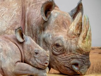 Produktbild: CALVENDO Puzzle Ein Motiv aus dem Kalender Bedrohte Tierart - Nashorn | 1000 Teile Lege-Gr&ouml;&szlig;e 64x48cm Foto-Puzzle f&uuml;r gl&uuml;ckliche Stunden