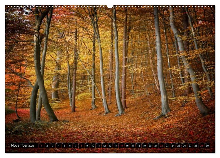 Produktbild: Zauberhafter Sachsenwald (hochwertiger Premium Wandkalender 2026 DIN A2 quer), Kunstdruck in Hochglanz