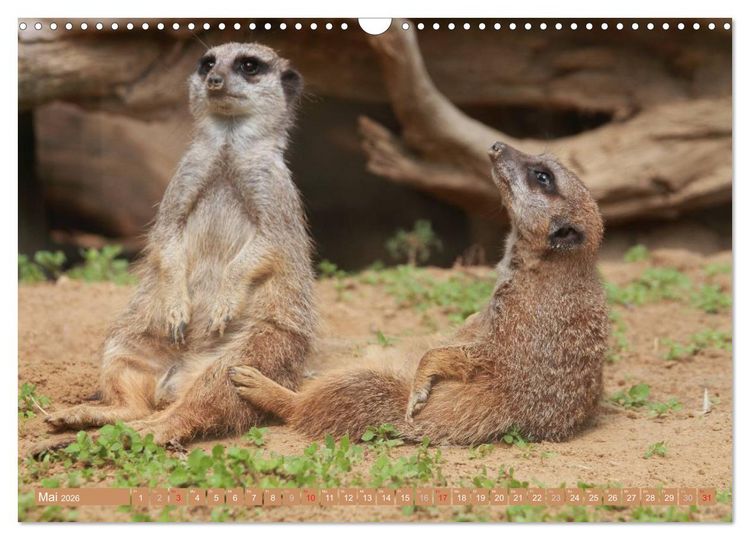 Produktbild: Erdm&auml;nnchen Familienbande (Wandkalender 2026 DIN A3 quer), CALVENDO Monatskalender